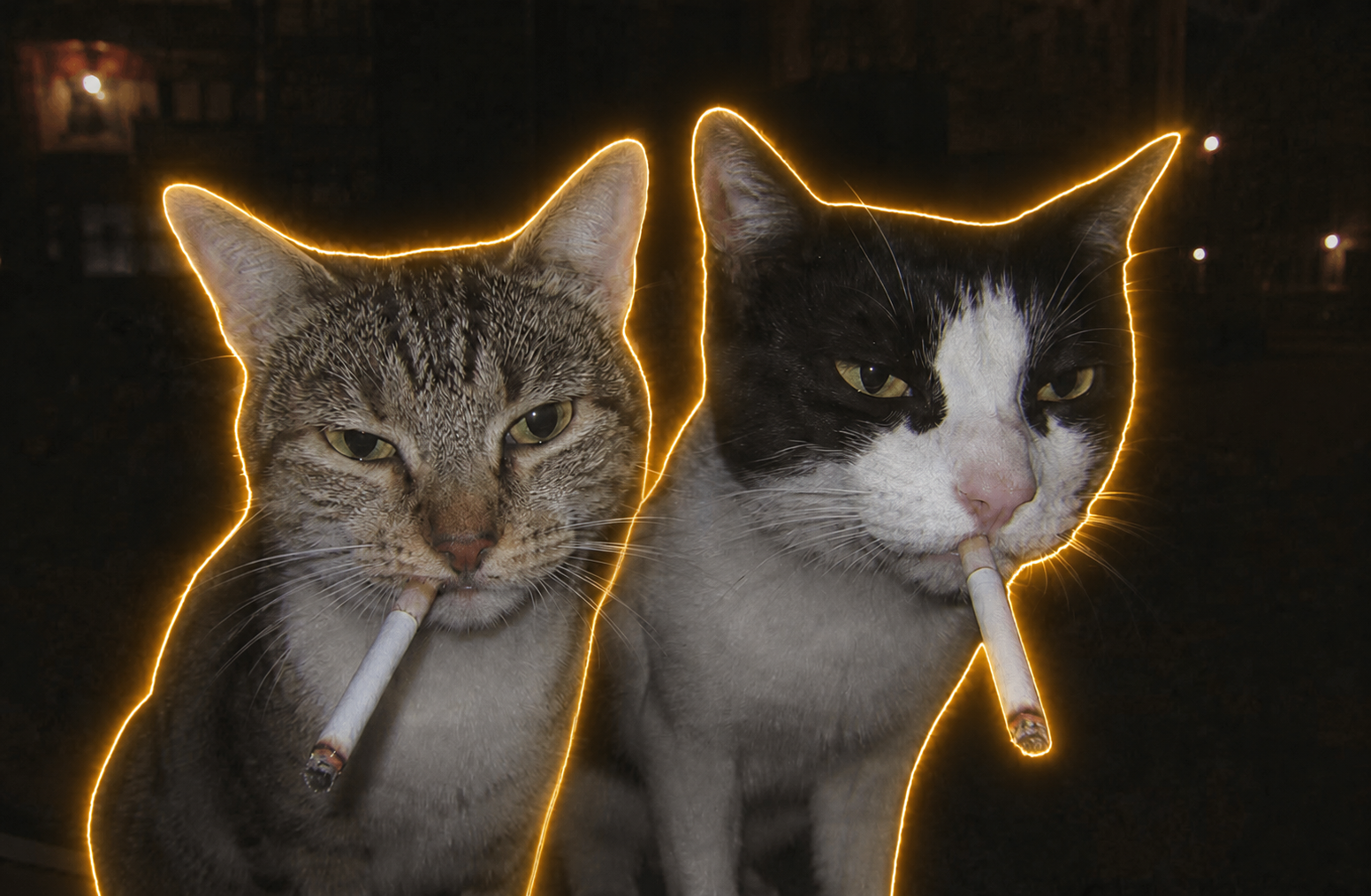SMOKIT cats
